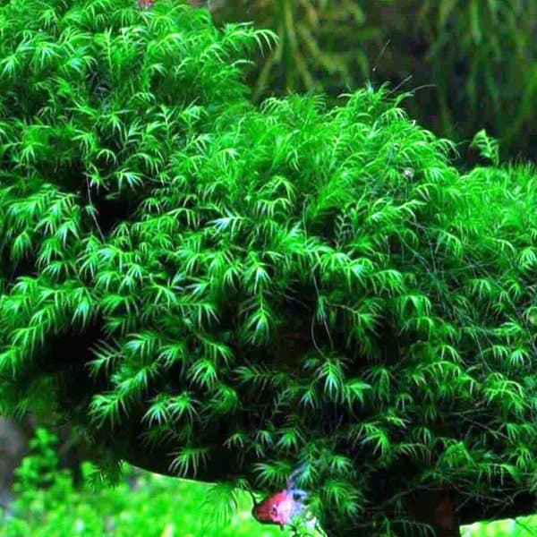 Fissidens fontanus - Fissidens Moss - 3*3 Yeni Sarım Canlı Akvaryum Bitkisi